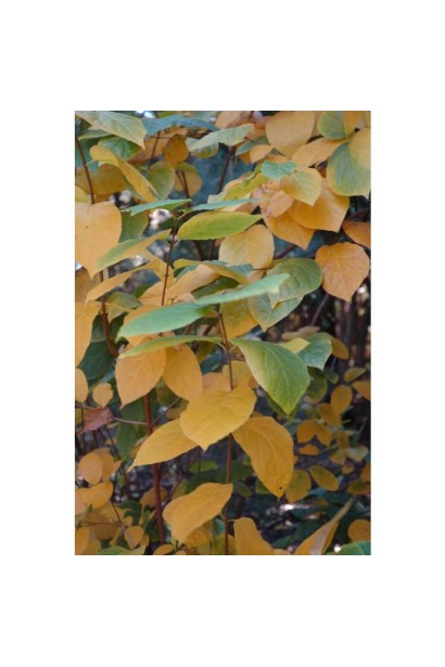 Каликантус Хартледж Вайн осенью